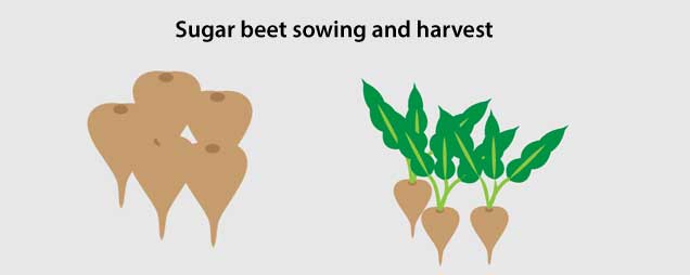 Sugar beet sowing and harvest